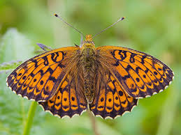 Attēlu rezultāti vaicājumam “Brenthis ino upperside”