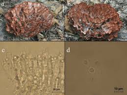 Image result for Podoscypha multizonata