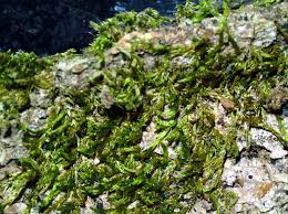 Attēlu rezultāti vaicājumam “Platyhypnidium riparioides”