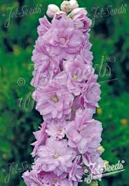 Attēlu rezultāti vaicājumam “Delphinium elatum  flower”