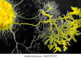 Attēlu rezultāti vaicājumam “Physarum oblatum”