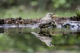 Attēlu rezultāti vaicājumam “Turdus viscivorus adult”