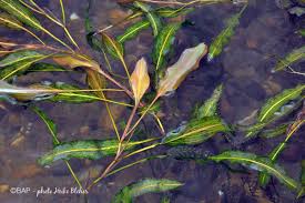 Attēlu rezultāti vaicājumam “Potamogeton lucens leaf”