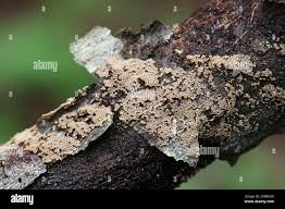 Attēlu rezultāti vaicājumam “Merismodes anomala”