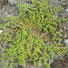 Attēlu rezultāti vaicājumam “Herniaria glabra”