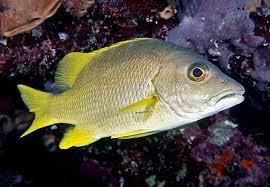 Image result for Lutjanus apodus