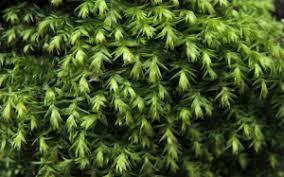 Attēlu rezultāti vaicājumam “Plagiothecium nemorale”