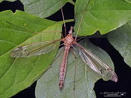 Attēlu rezultāti vaicājumam “Tipulidae”