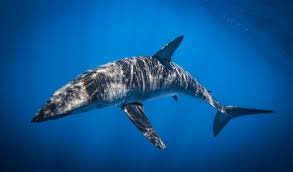 Image result for Isurus oxyrinchus
