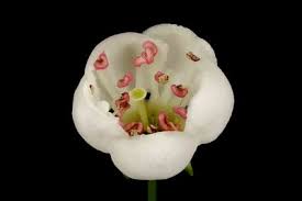 Attēlu rezultāti vaicājumam “Crataegus monogyna subsp. nordica”