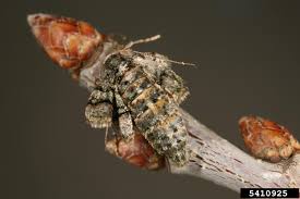 Attēlu rezultāti vaicājumam “Agriopis marginaria”