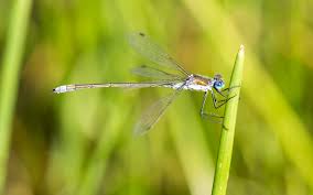 Attēlu rezultāti vaicājumam “Lestes sponsa”