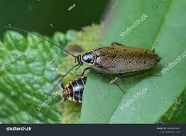 Attēlu rezultāti vaicājumam “Ectobius sylvestris”