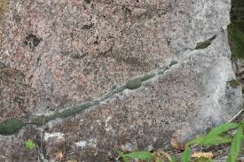 Attēlu rezultāti vaicājumam “Saelania glaucescens”