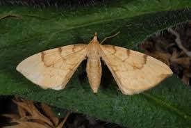 Attēlu rezultāti vaicājumam “Eulithis mellinata”