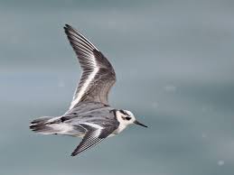 Attēlu rezultāti vaicājumam “Phalaropus fulicarius adult”