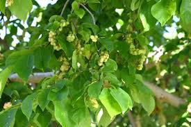 Attēlu rezultāti vaicājumam “Magnolia kobus fruit”