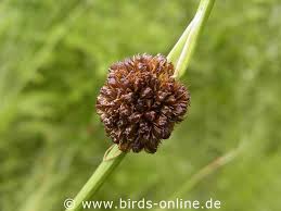 Attēlu rezultāti vaicājumam “Juncus conglomeratus fruit”