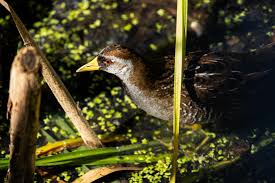 Image result for Porzana carolina