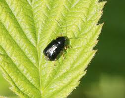 Attēlu rezultāti vaicājumam “Cryptocephalus aureolus, Cryptocephalus sericeus”