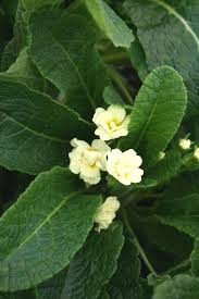 Attēlu rezultāti vaicājumam “Primula x polyantha”