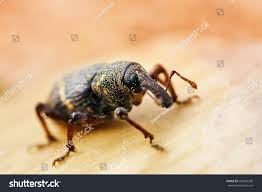 Attēlu rezultāti vaicājumam “Pissodes piniphilus”