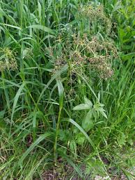 Attēlu rezultāti vaicājumam “Scirpus sylvaticus”