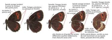 Attēlu rezultāti vaicājumam “Erebia aethiops”