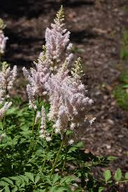 Attēlu rezultāti vaicājumam “Astilbe chinensis flower”