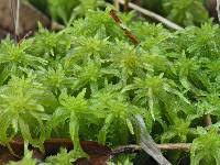 Attēlu rezultāti vaicājumam “Sphagnum cuspidatum”