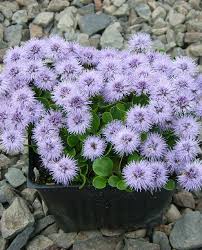 Attēlu rezultāti vaicājumam “Carex globularis flower”
