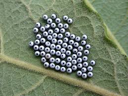 Attēlu rezultāti vaicājumam “Phalera bucephala imago”