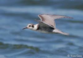 Attēlu rezultāti vaicājumam “Chlidonias niger eggs”