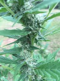 Attēlu rezultāti vaicājumam “Trichia contorta young”