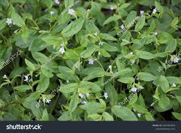 Attēlu rezultāti vaicājumam “Myosotis sparsiflora flower”