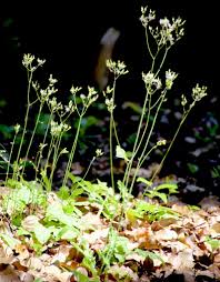 Attēlu rezultāti vaicājumam “Crepis tectorum flower”