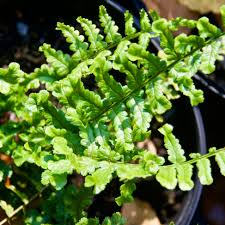 Attēlu rezultāti vaicājumam “Dryopteris cristata”