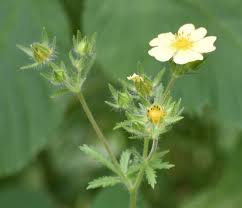 Attēlu rezultāti vaicājumam “Potentilla erecta fruit”