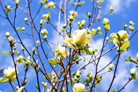 Attēlu rezultāti vaicājumam “Magnolia acuminata flower”