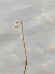 Attēlu rezultāti vaicājumam “Lobelia dortmanna flower”