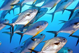 Image result for Trachinotus falcatus