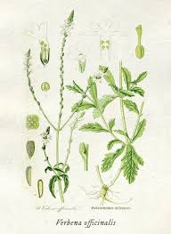 Image result for Verbena officinalis