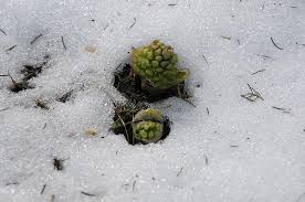 Image result for Petasites officinalis