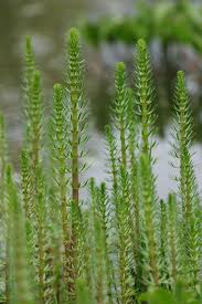 Attēlu rezultāti vaicājumam “Hippuris vulgaris”