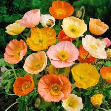 Image result for Papaver nudicaule