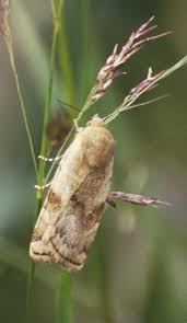 Attēlu rezultāti vaicājumam “Cryptocala chardinyi”