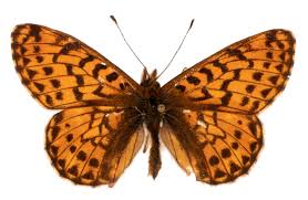 Attēlu rezultāti vaicājumam “Boloria titania upperside”