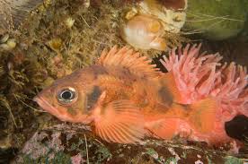 Image result for Sebastes fasciatus