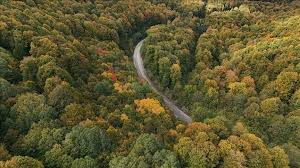 Image result for лес,