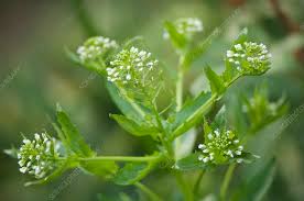 Attēlu rezultāti vaicājumam “Armoracia rusticana flower”